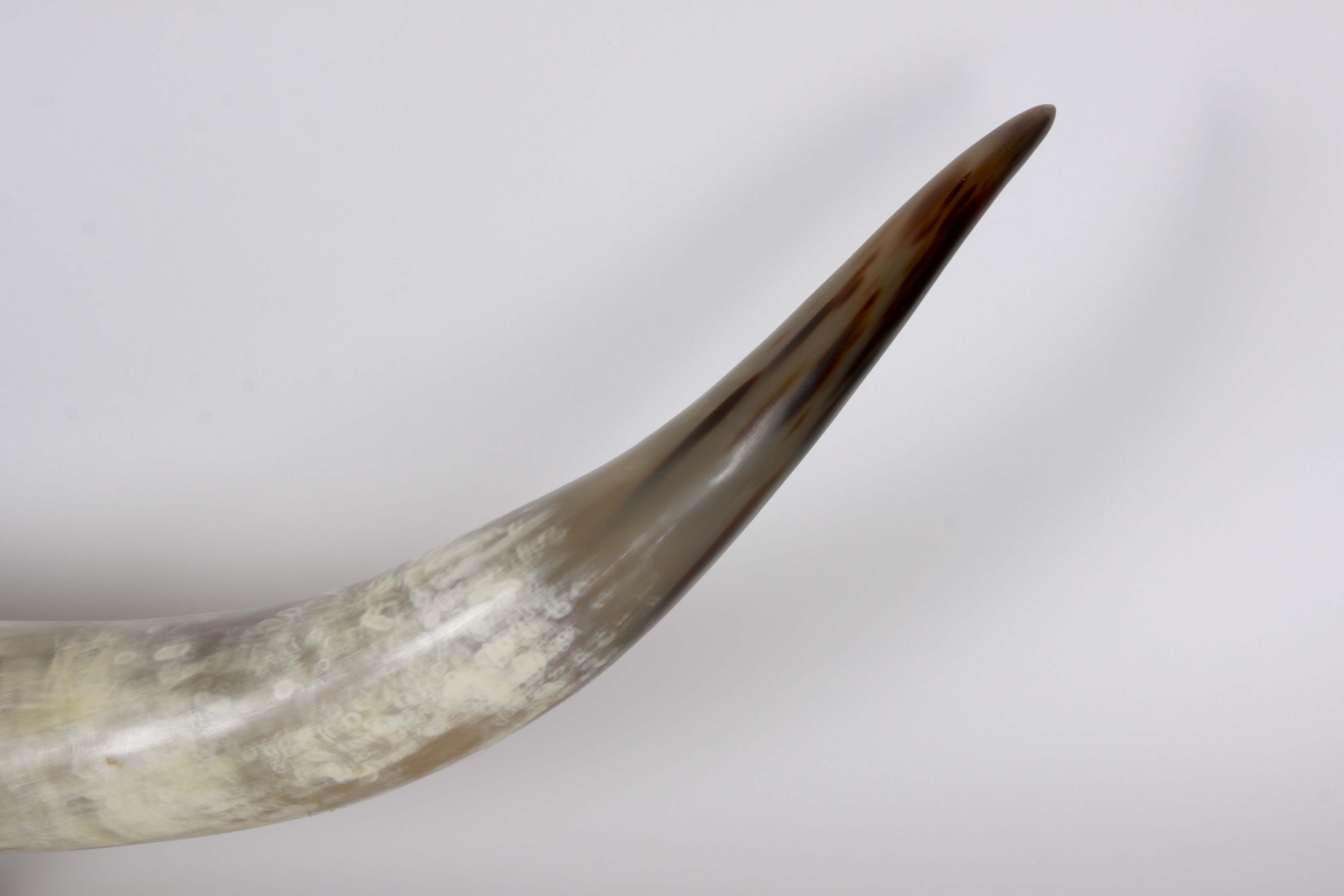 Genuine "Bevo Longhorns" Cotton Bowl Trophy