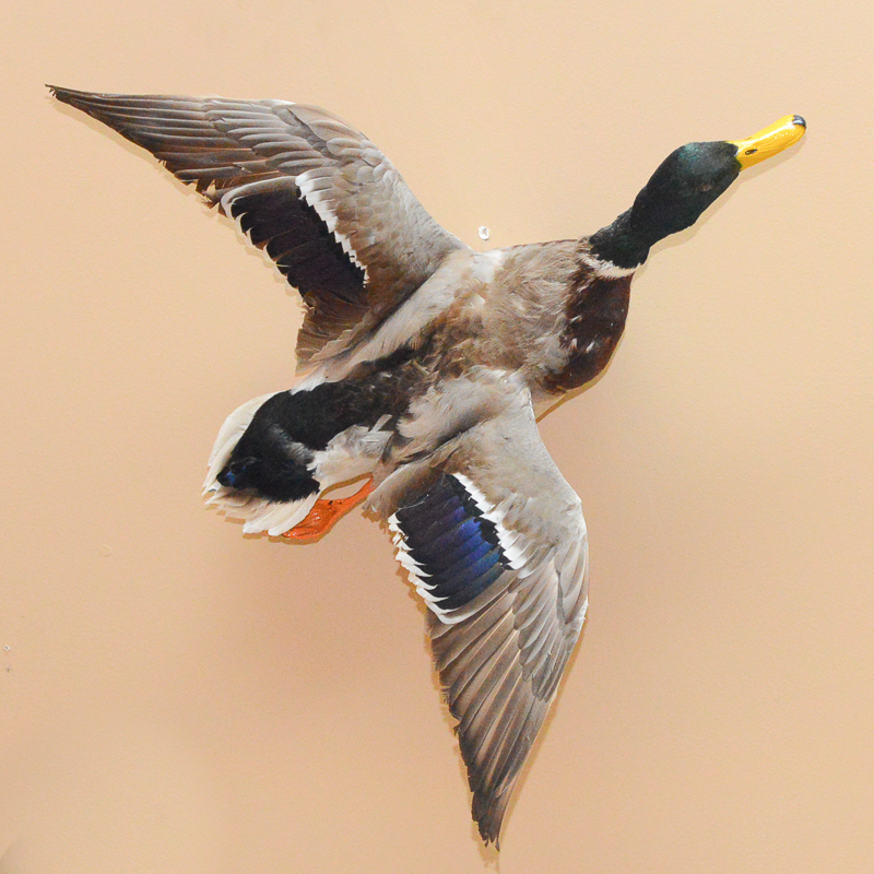 Taxidermy Mallard Duck Mount