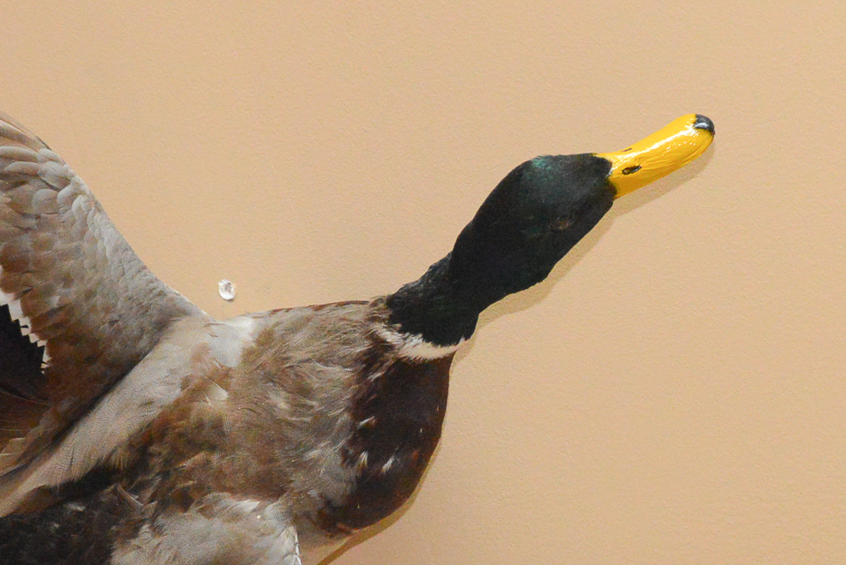 Taxidermy Mallard Duck Mount