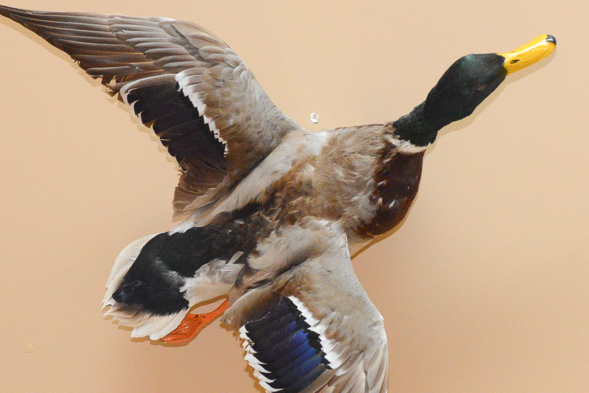 Taxidermy Mallard Duck Mount