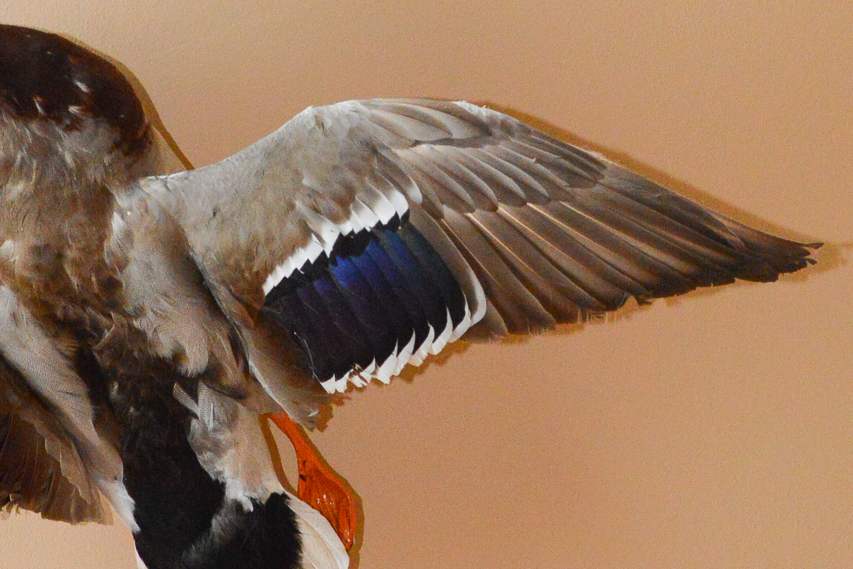 Taxidermy Mallard Duck Mount