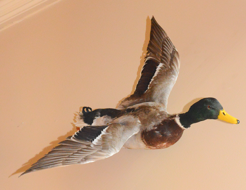Taxidermy Mallard Duck Mount