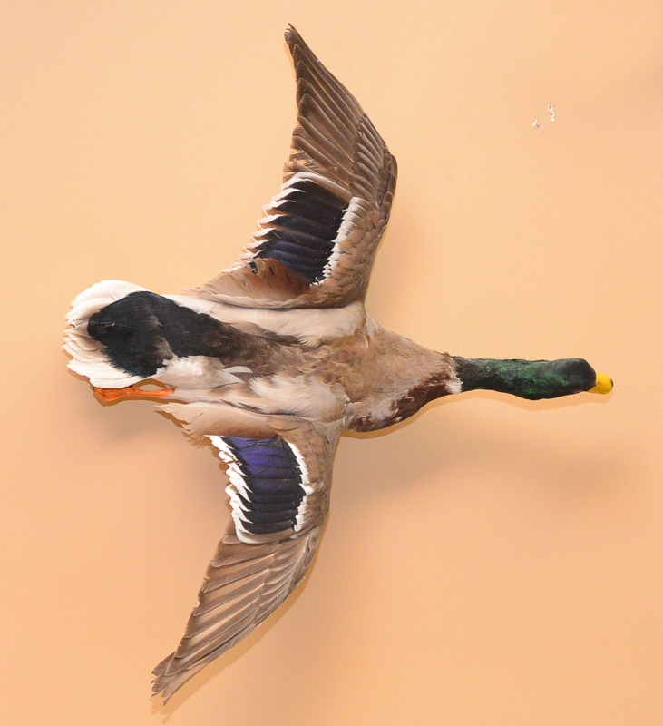 Taxidermy Mallard Duck Mount
