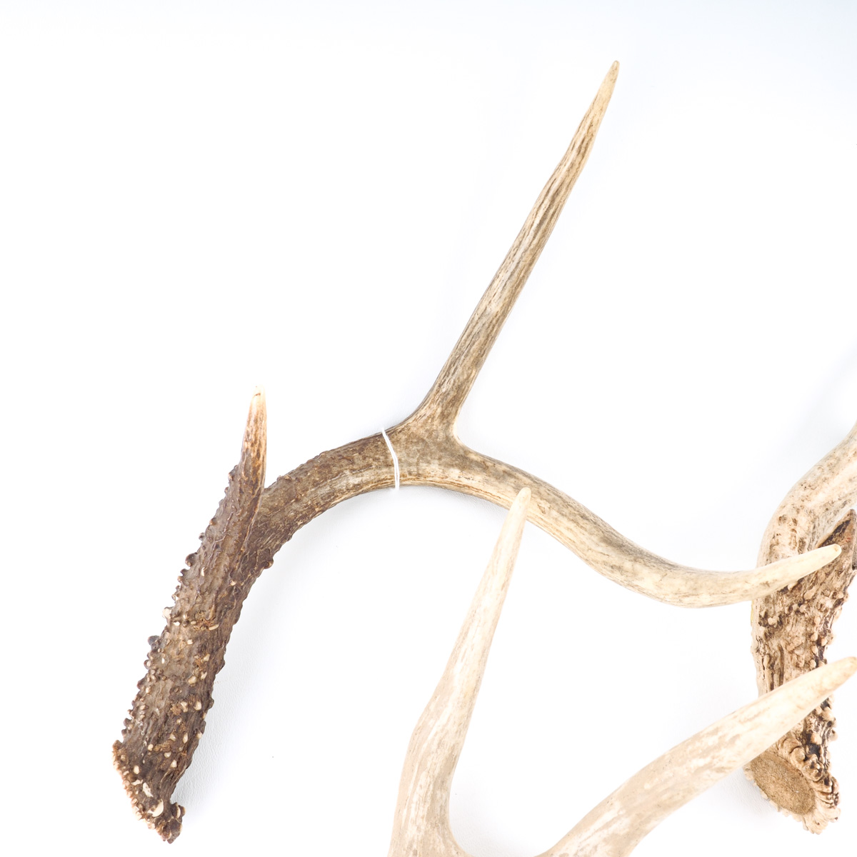 Antler Assortment