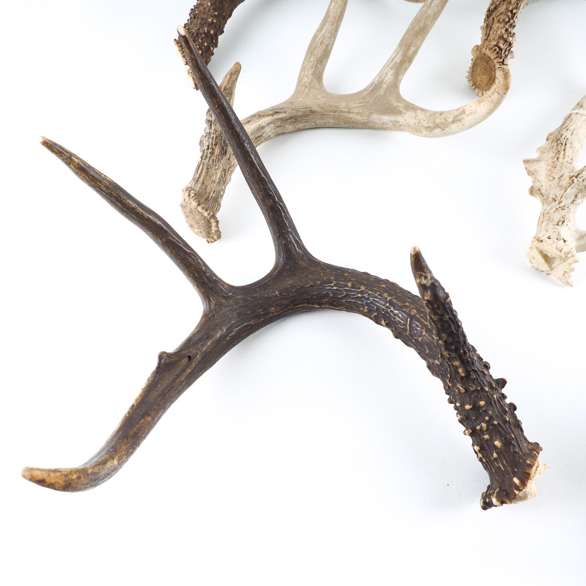 Antler Assortment