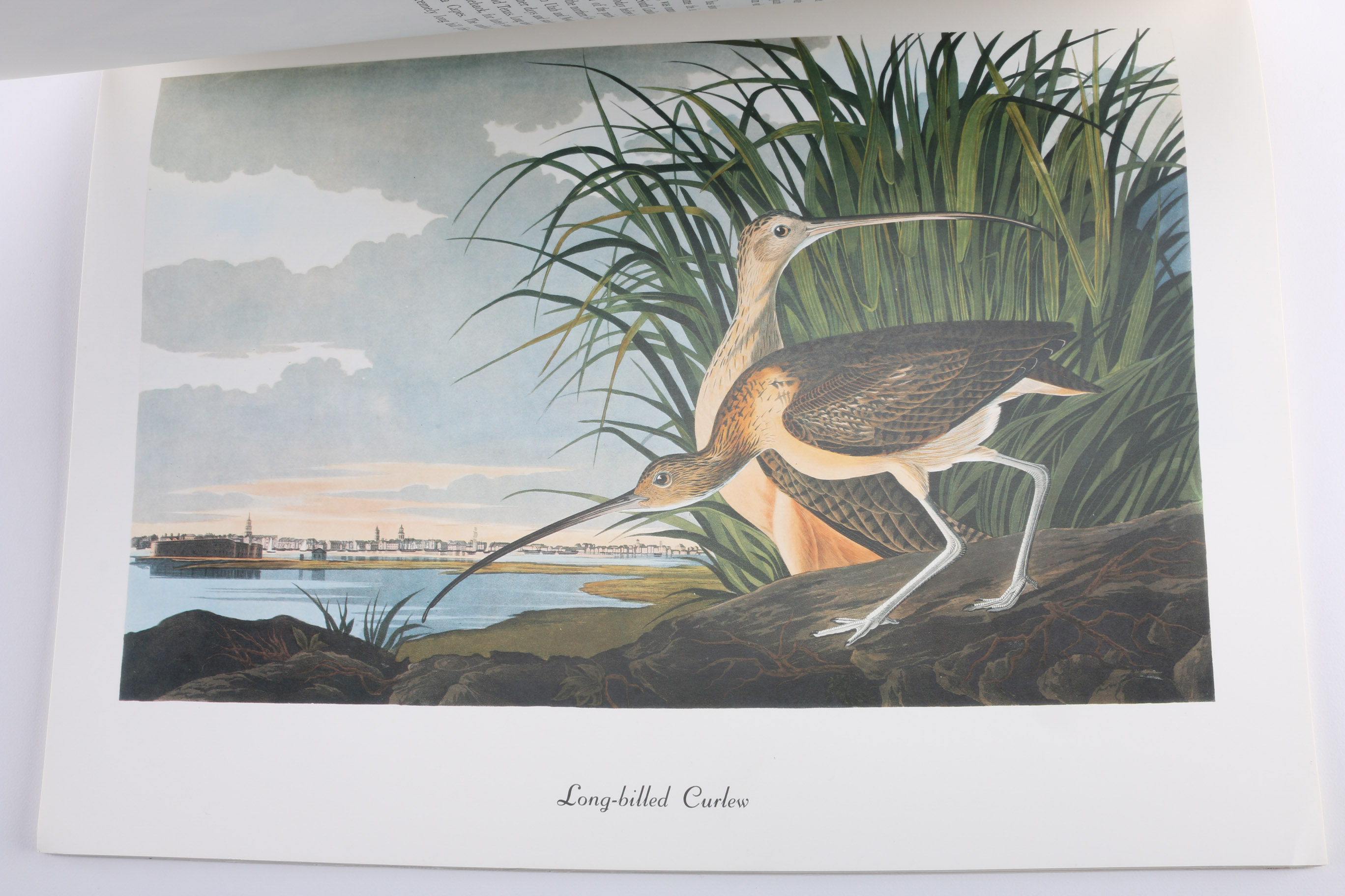 John J. Audubon Offset Lithograph Folio and Book
