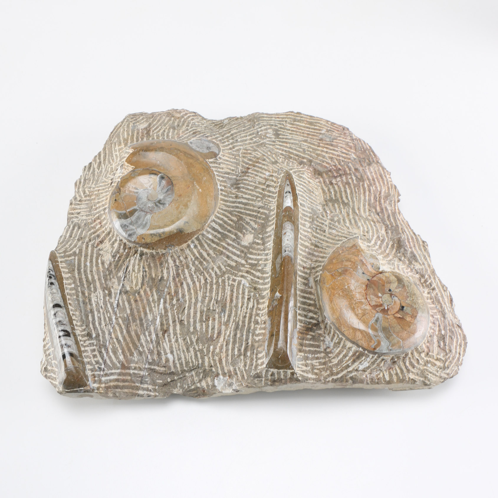 Orthoconic and Coiled Cephalopod