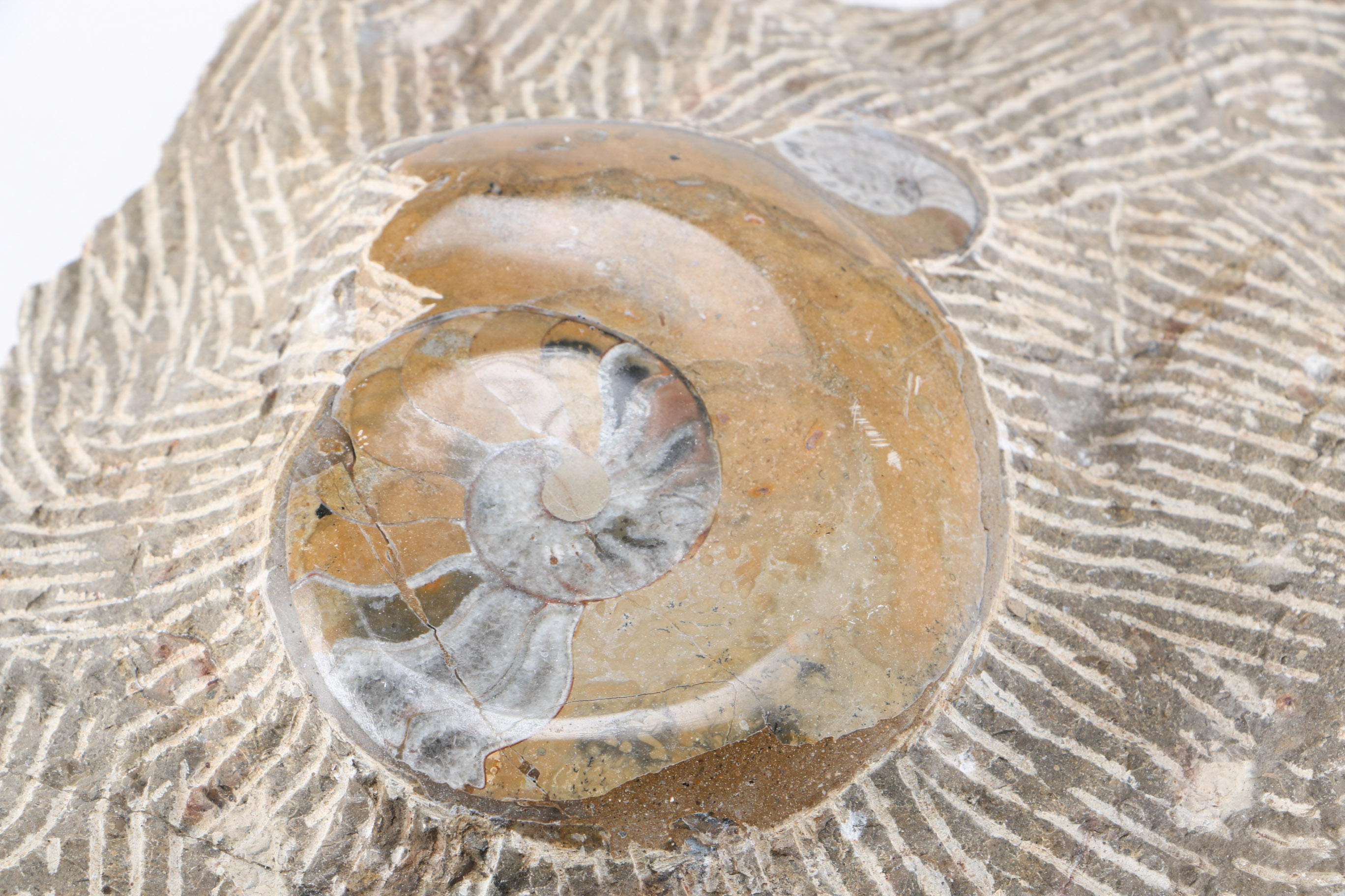 Orthoconic and Coiled Cephalopod