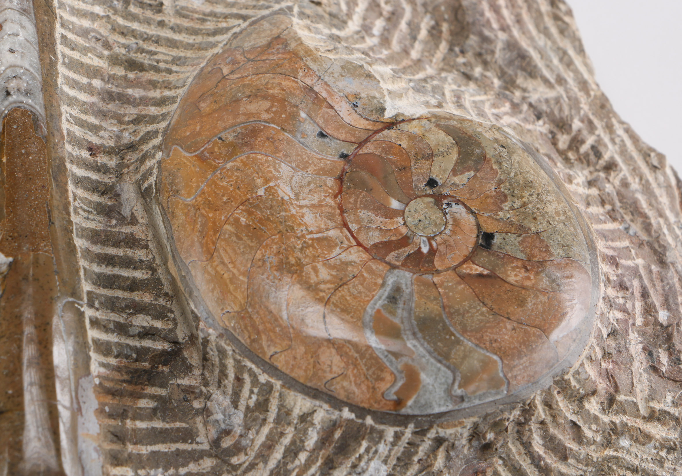 Orthoconic and Coiled Cephalopod