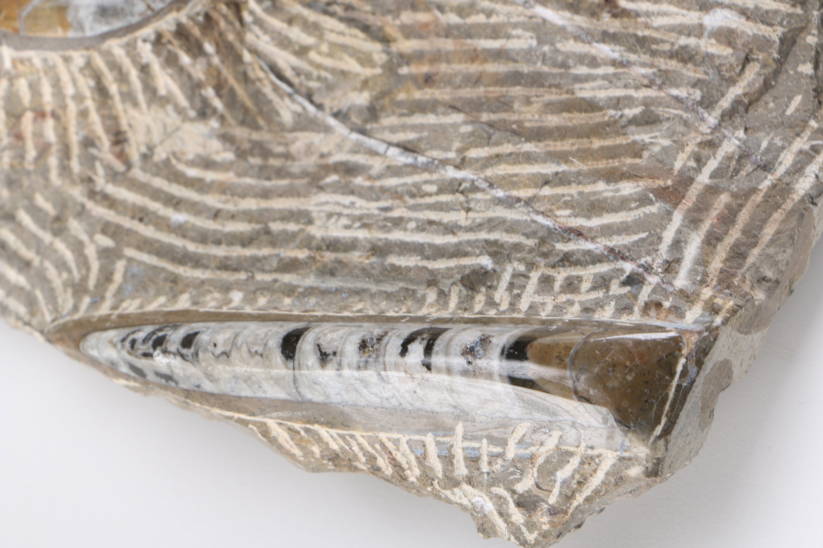 Orthoconic and Coiled Cephalopod