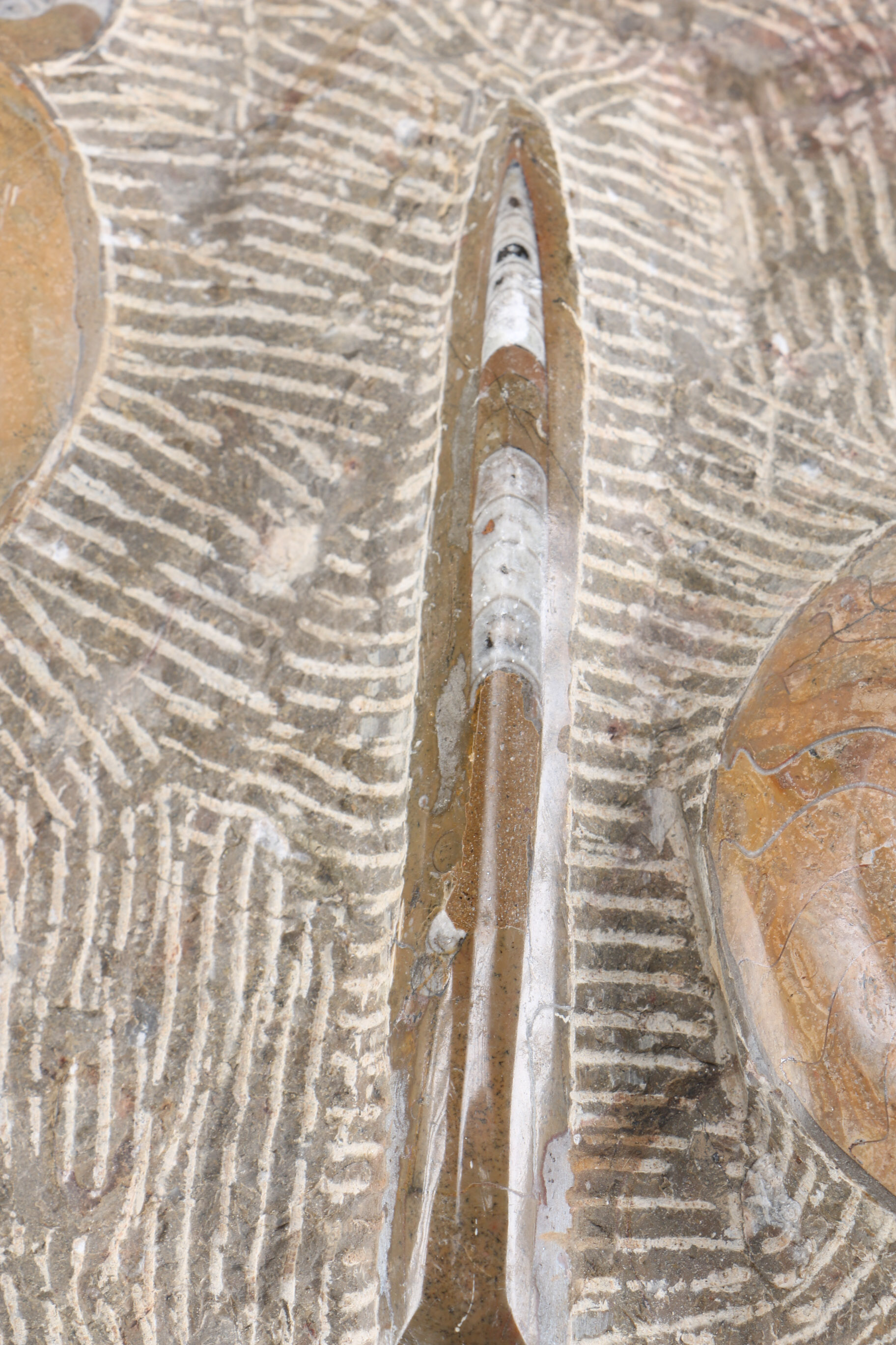 Orthoconic and Coiled Cephalopod