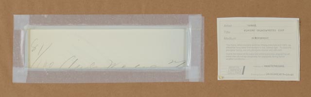 Andy Warhol Limited Edition Serigraph "Flowers (Black & White) | F&S II.107"