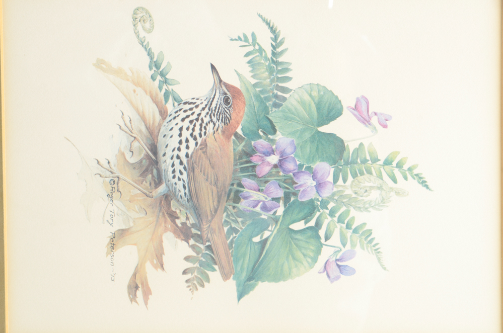 Offset Lithograph after Roger Tory Peterson