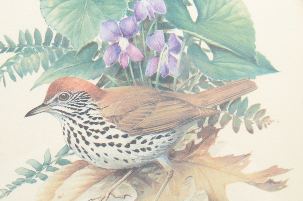 Offset Lithograph after Roger Tory Peterson