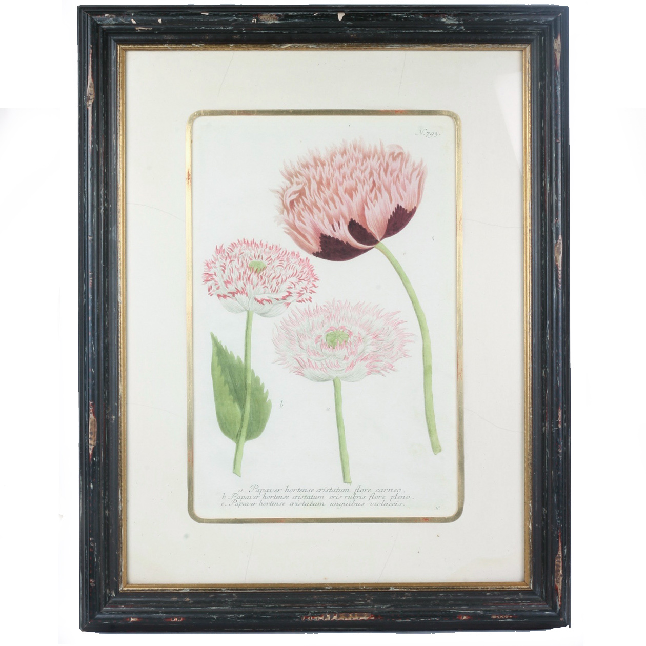 Framed Modern Hand Tinted Engraving of J.W. Weinmann "Poppies", 1745