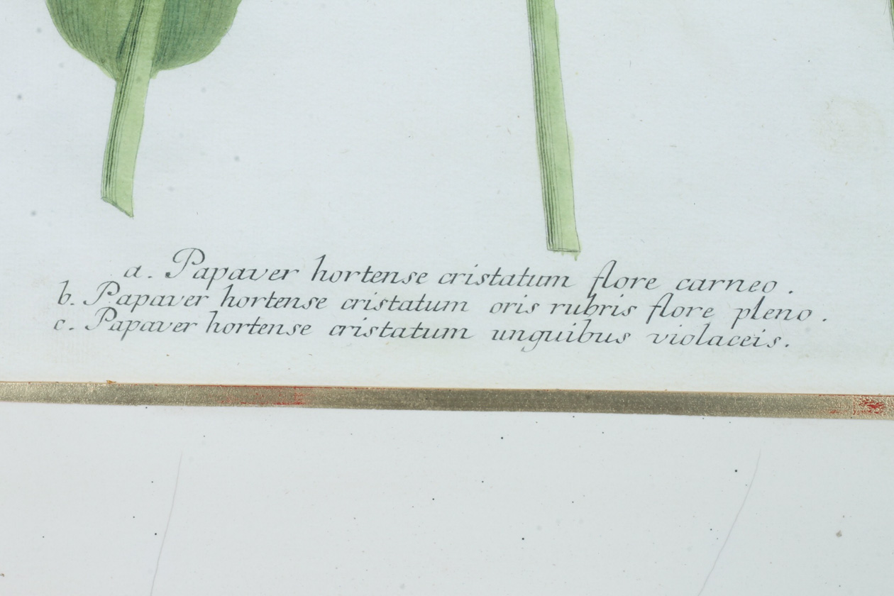 Framed Modern Hand Tinted Engraving of J.W. Weinmann "Poppies", 1745