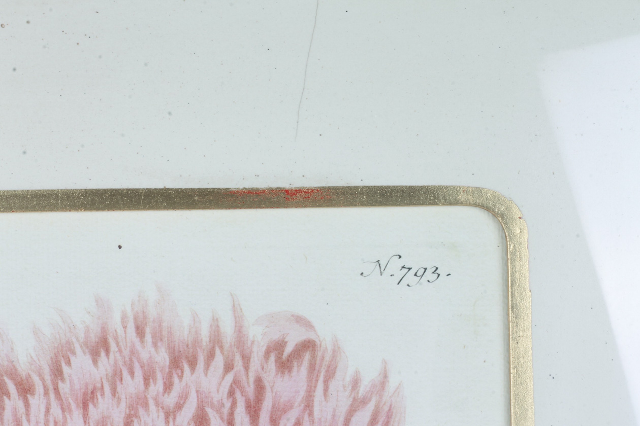 Framed Modern Hand Tinted Engraving of J.W. Weinmann "Poppies", 1745