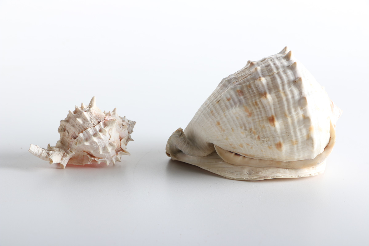 Collection of Shell Items