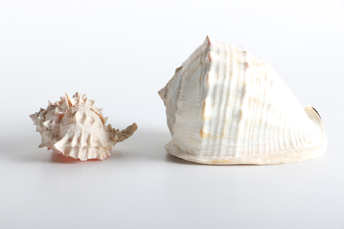 Collection of Shell Items