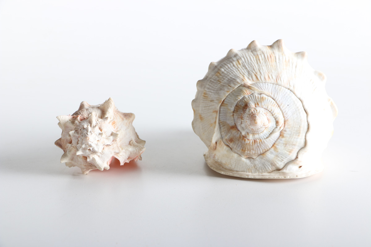 Collection of Shell Items