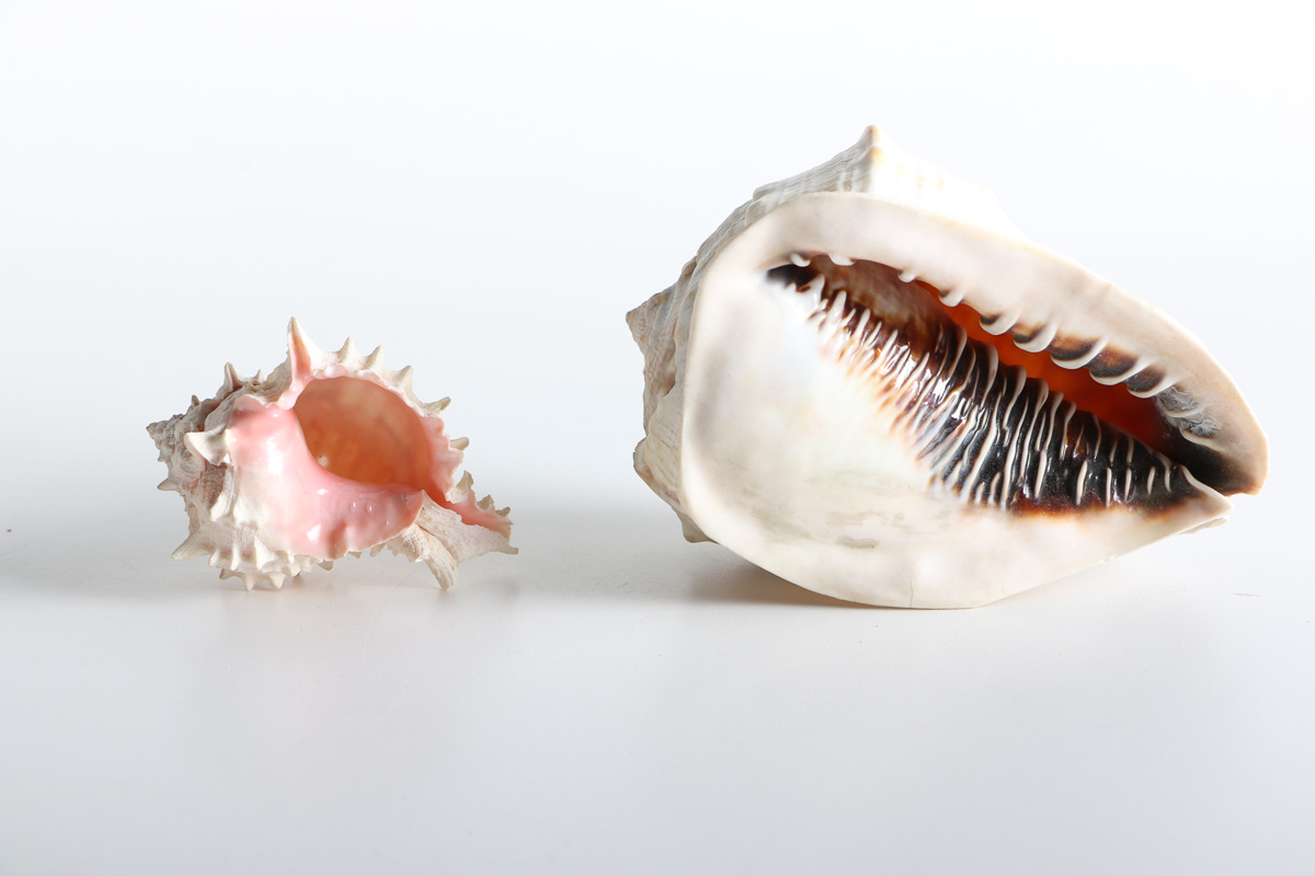 Collection of Shell Items