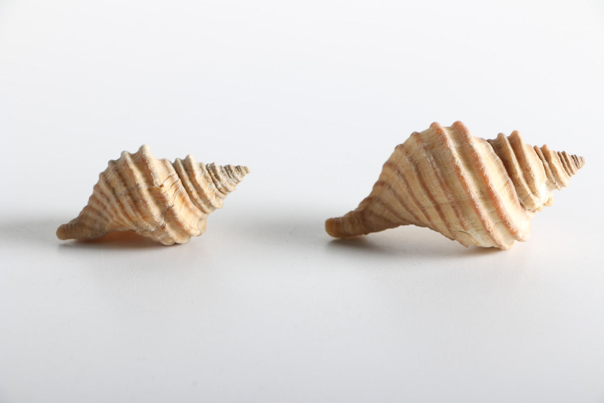 Collection of Shell Items