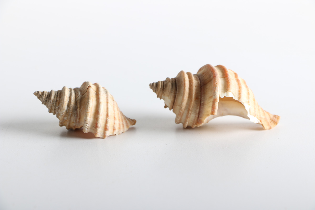 Collection of Shell Items