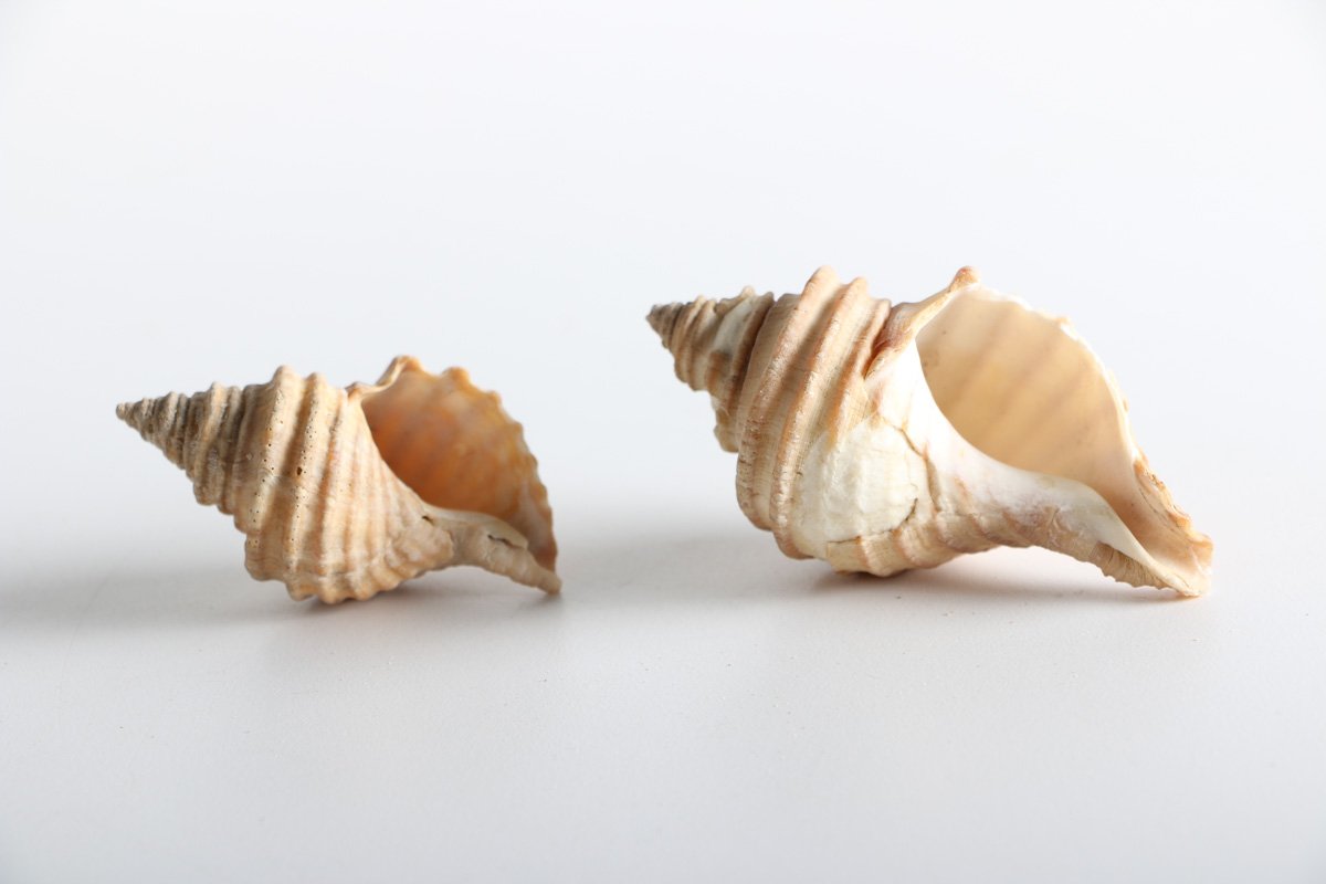 Collection of Shell Items