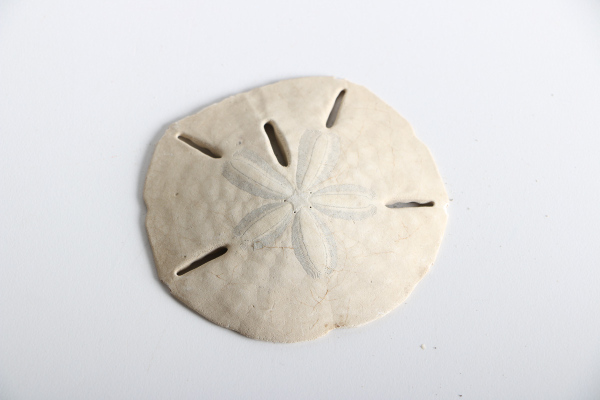 Collection of Shell Items