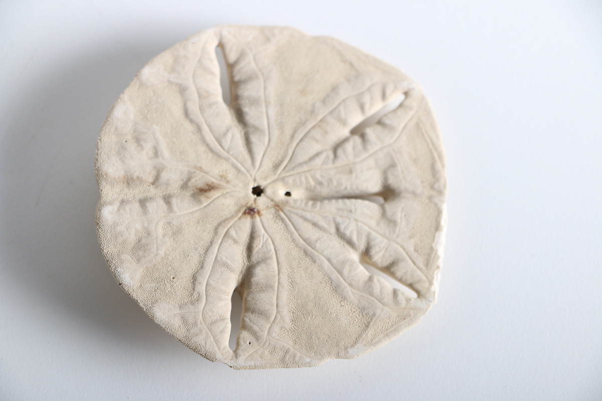 Collection of Shell Items