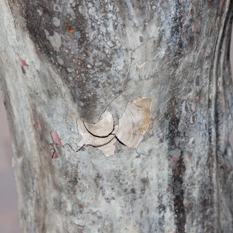 Vintage Monk Garden Statue