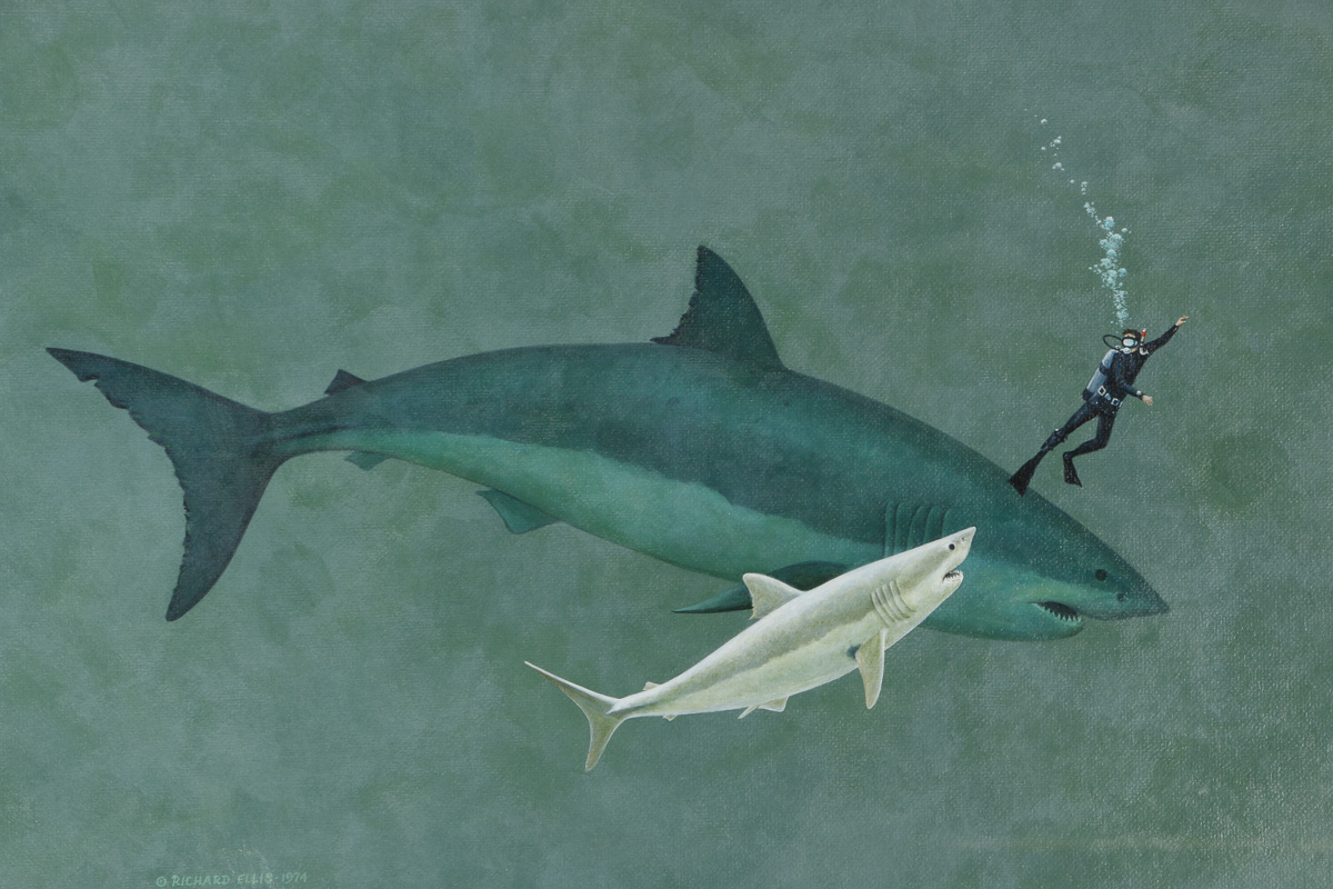 Richard Ellis Acrylic on Canvas Board "Megalodon"