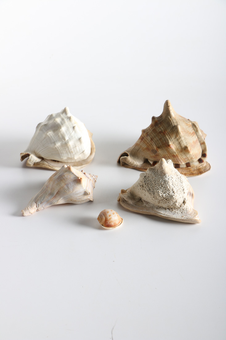 Conch and Whelk Shells