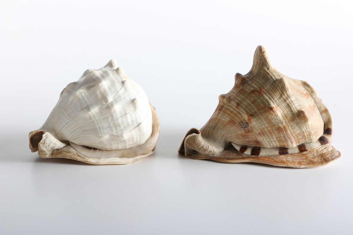 Conch and Whelk Shells