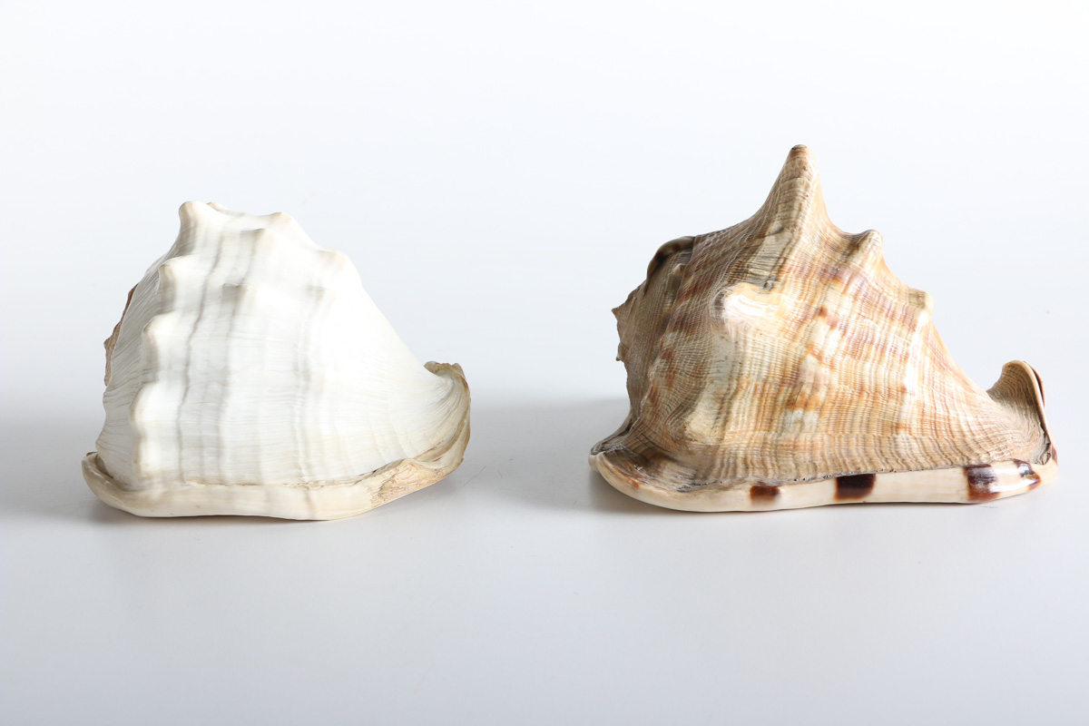 Conch and Whelk Shells