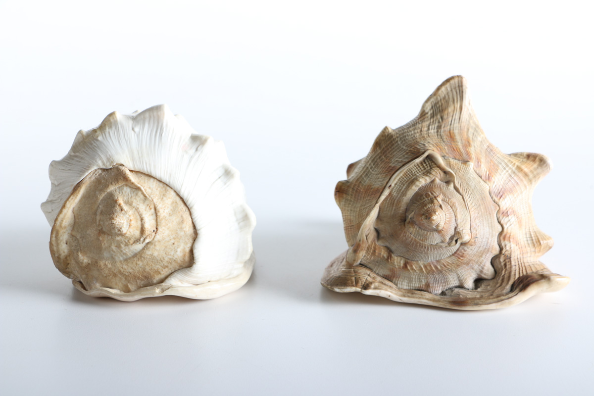 Conch and Whelk Shells