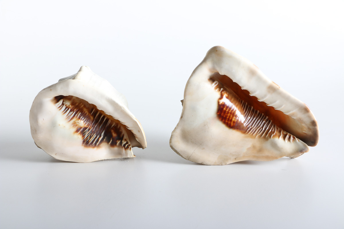 Conch and Whelk Shells