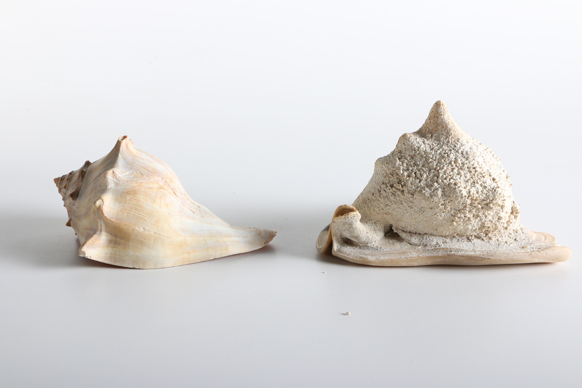 Conch and Whelk Shells