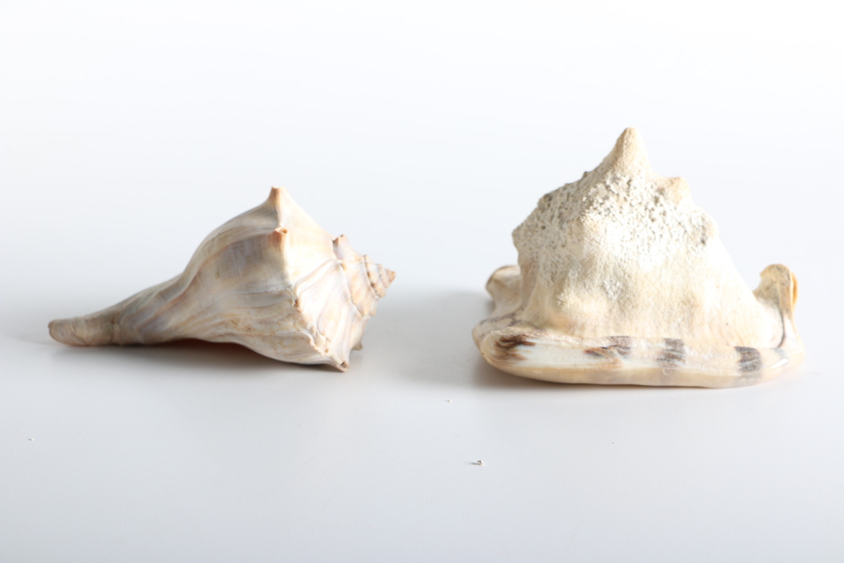Conch and Whelk Shells
