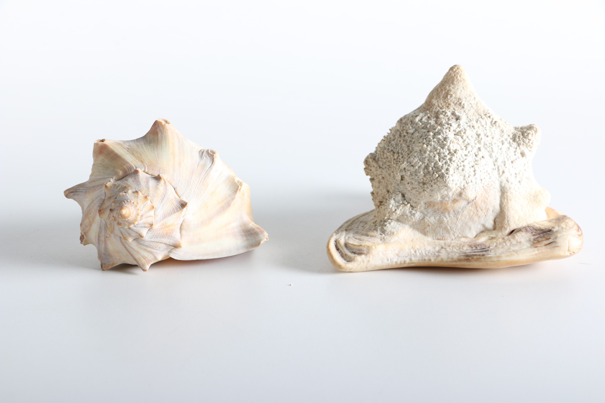 Conch and Whelk Shells