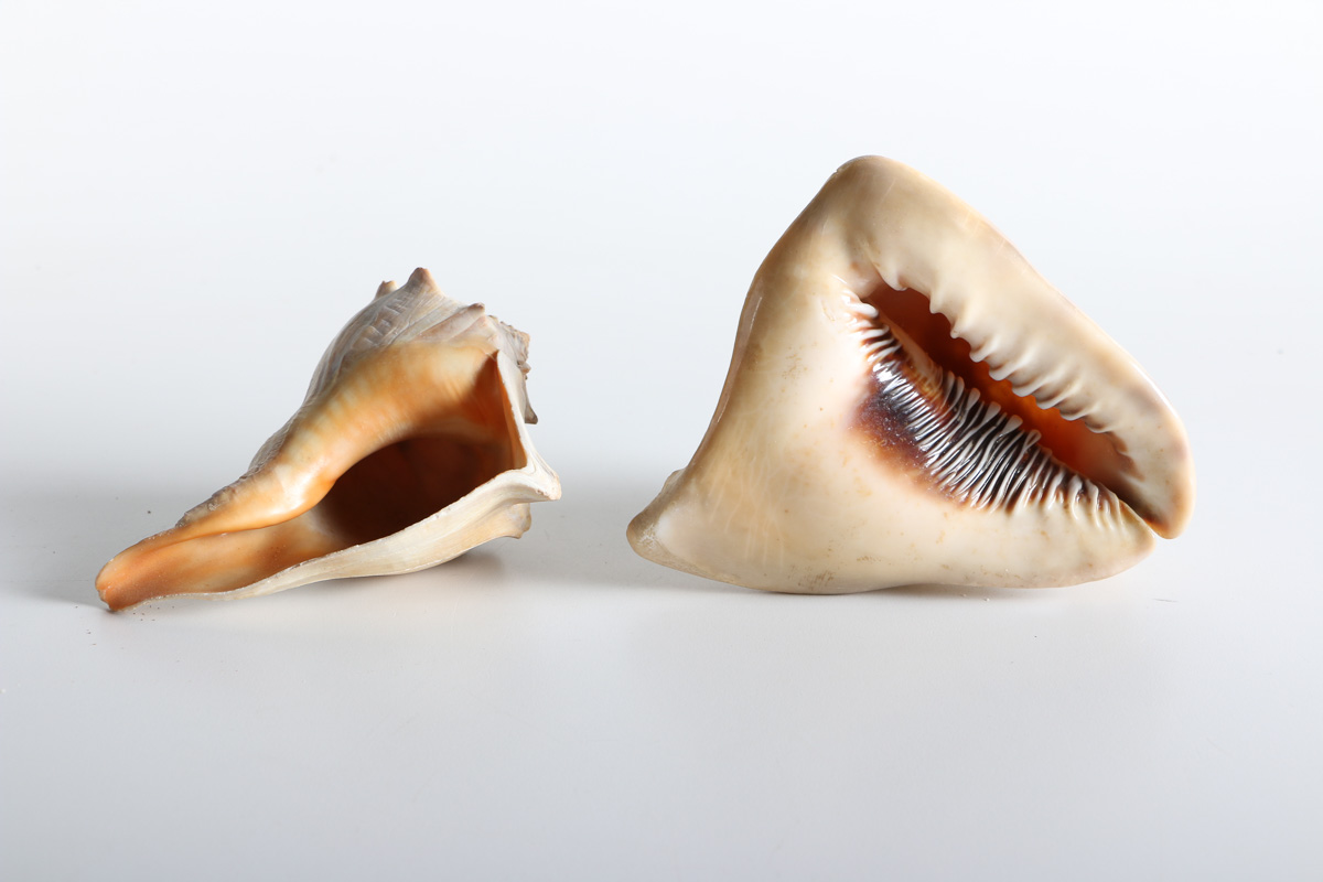 Conch and Whelk Shells