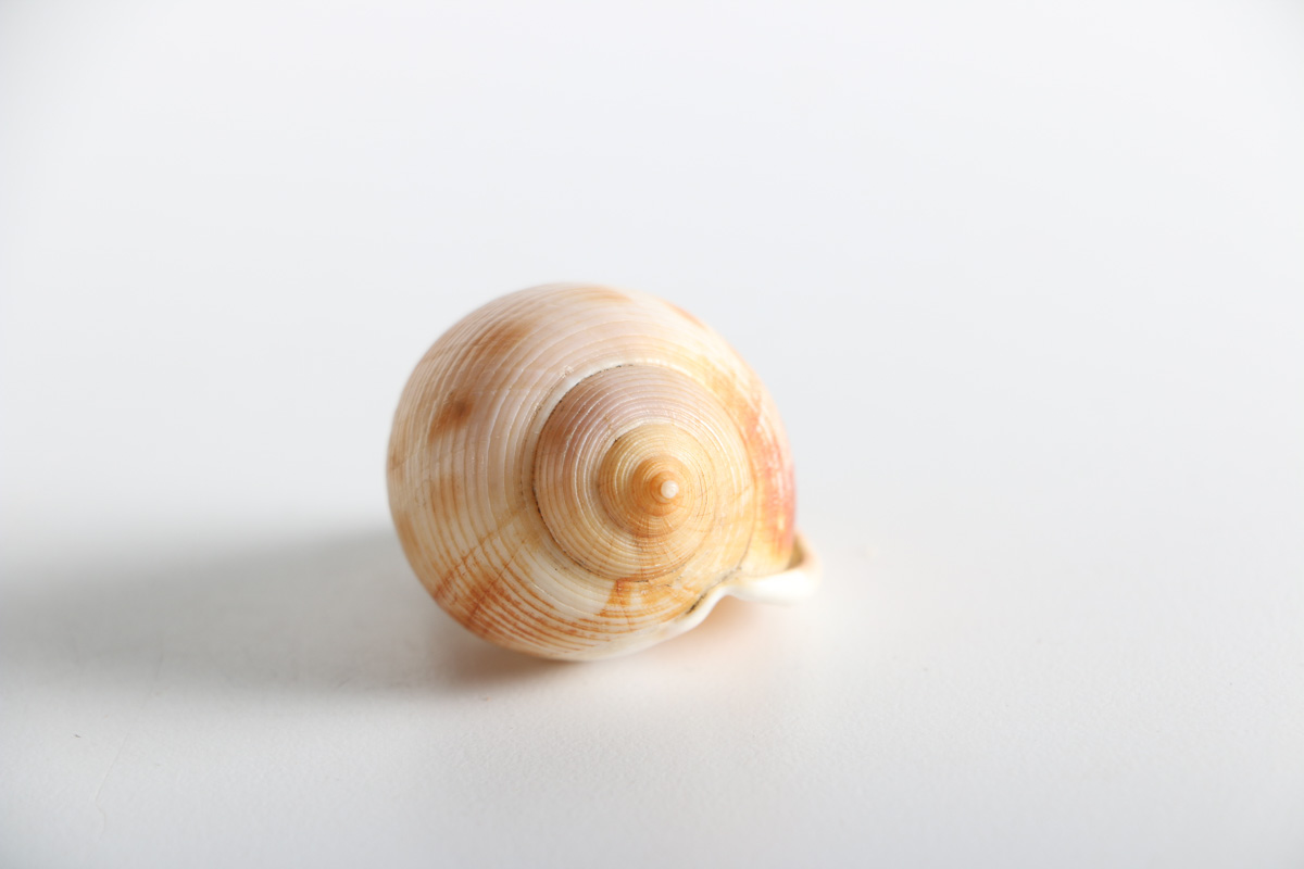 Conch and Whelk Shells