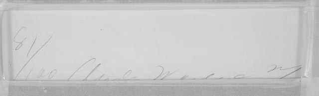 Andy Warhol Limited Edition Serigraph "Flowers (Black & White) | F&S II.107"