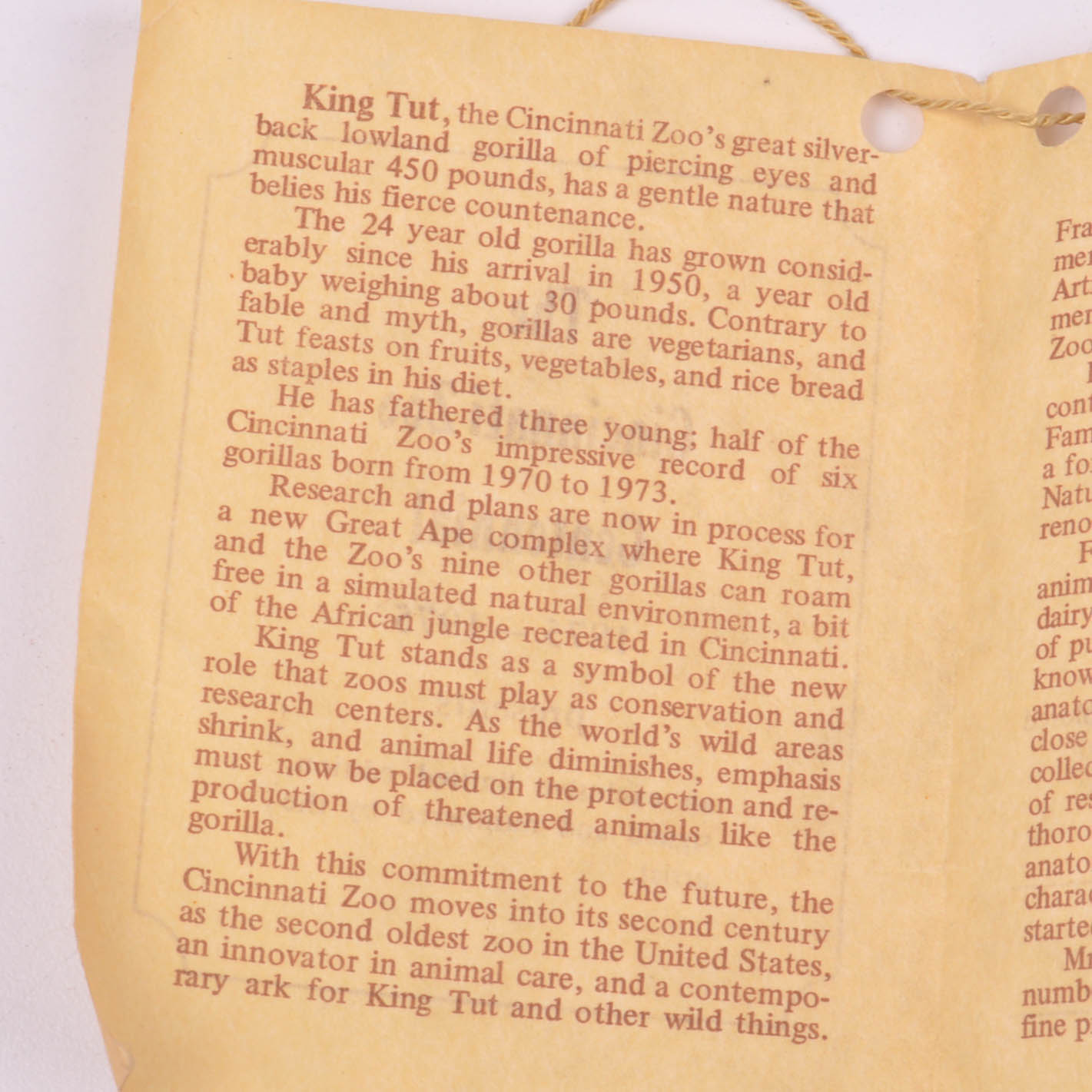 Cincinnati Zoo Centennial Gorilla Statue