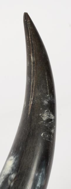 Mounted Longhorn Steer Horns