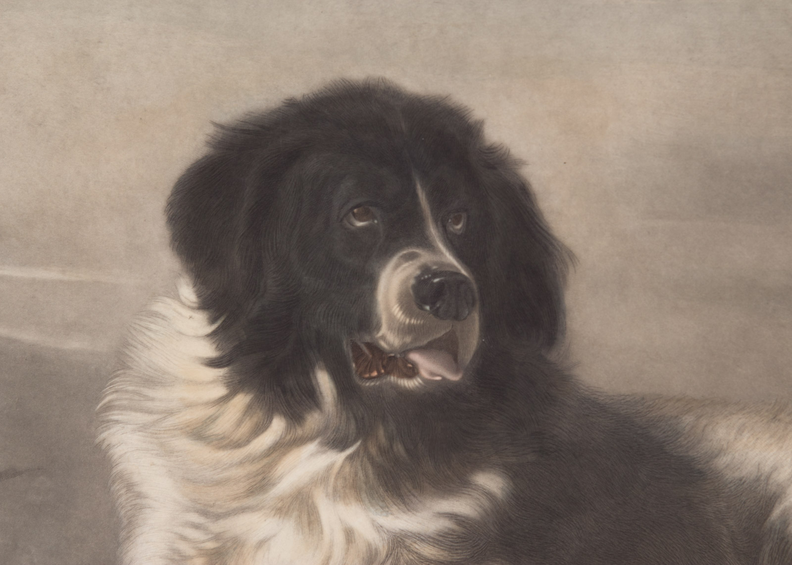 After Edwin Henry Landseer Hand Colored Engraving on Paper "A Distinguished Member of the Humane Society"