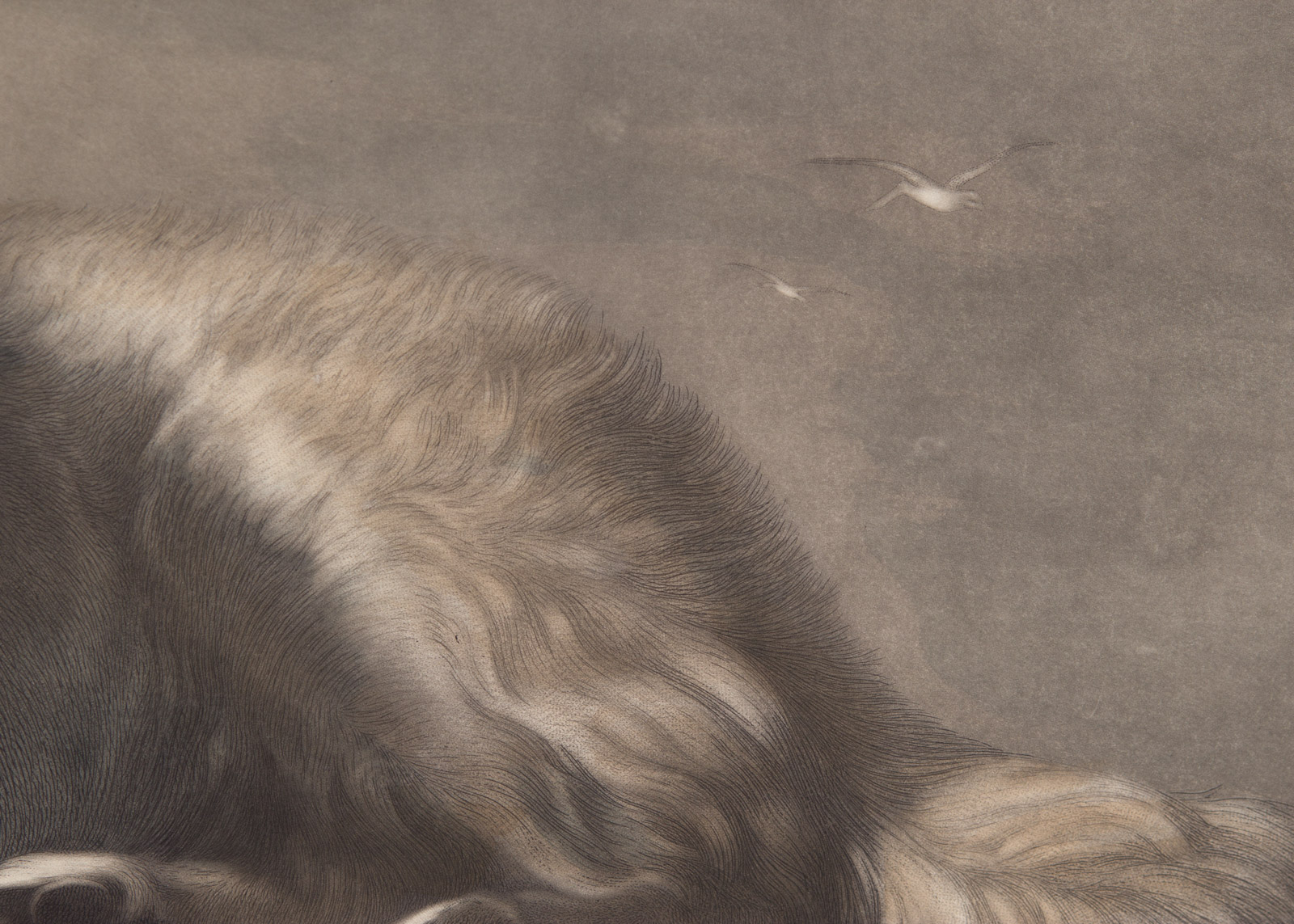 After Edwin Henry Landseer Hand Colored Engraving on Paper "A Distinguished Member of the Humane Society"