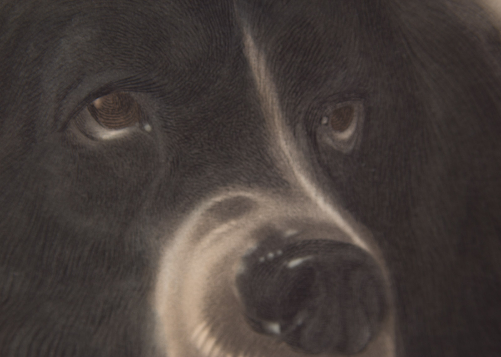 After Edwin Henry Landseer Hand Colored Engraving on Paper "A Distinguished Member of the Humane Society"