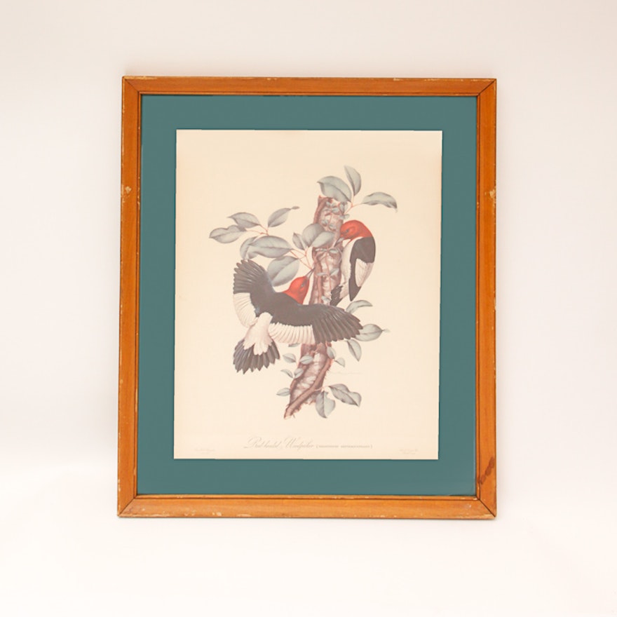 Athos Menaboni Framed Red-Headed Woodpecker Offset Lithograph