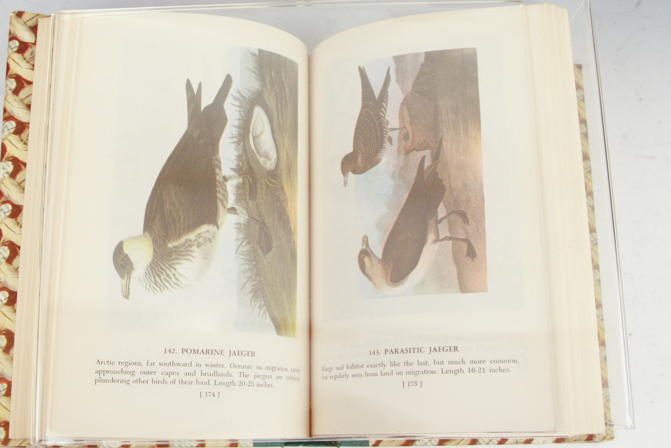 1950 Popular Edition of "Audubon's Birds of America"